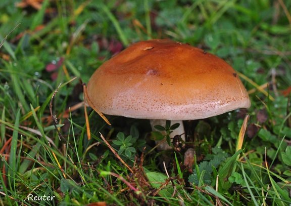 Geschmückter Schleimkopf (Cortinarius saginus)